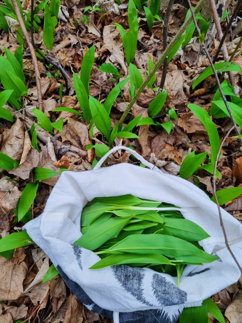 Hungrig auf NATUR – Das typische Wildkraut des Frühlings: Der&nbsp;Bärlauch